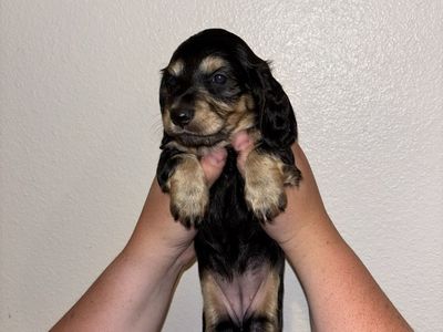 Mini dachshund puppies