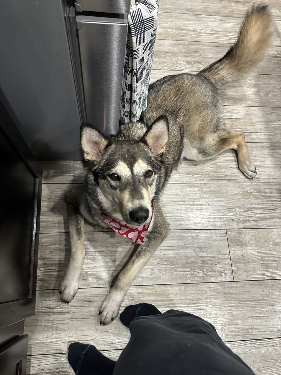 Rehoming Tanka (1 yo)