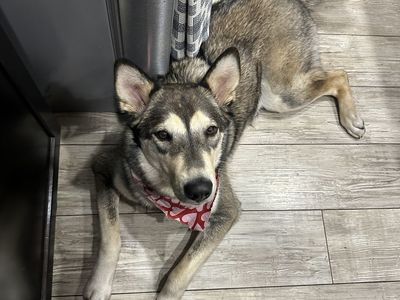 Rehoming Tanka (1 yo)