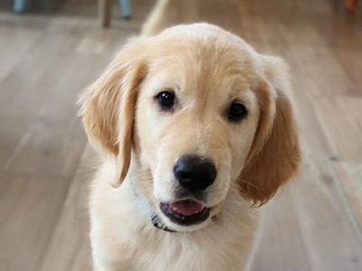 8 Weeks Ready To Go Full AKC Registered Golden Retriever Puppy