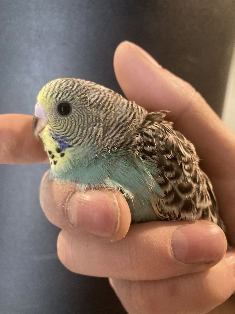 Baby Budgie/parakeets *please read Description