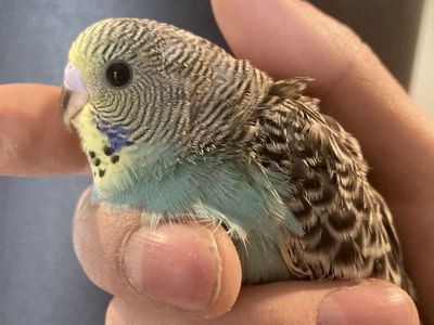 Baby Budgie/parakeets *please read Description