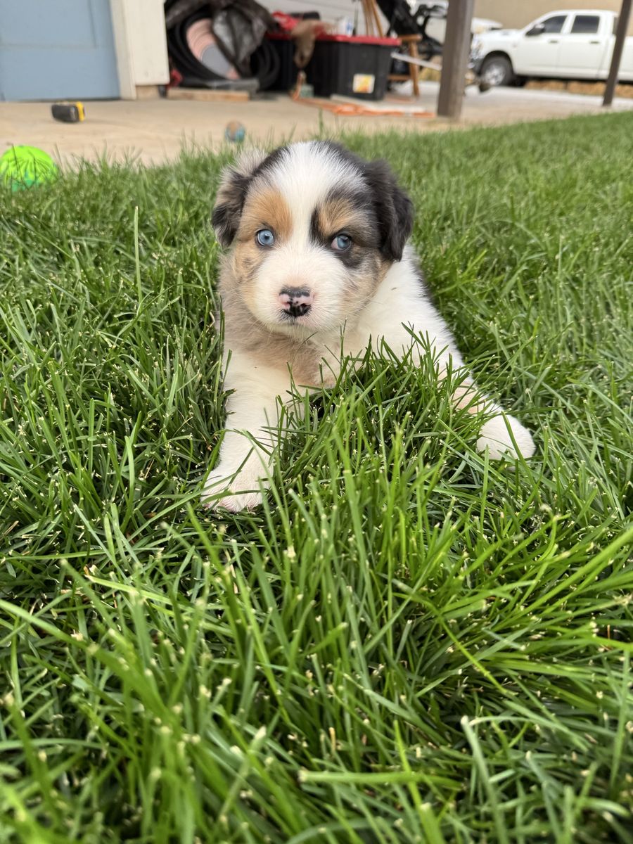 ASCA Registered Standard Australian Shepherd Puppies (Aussies)