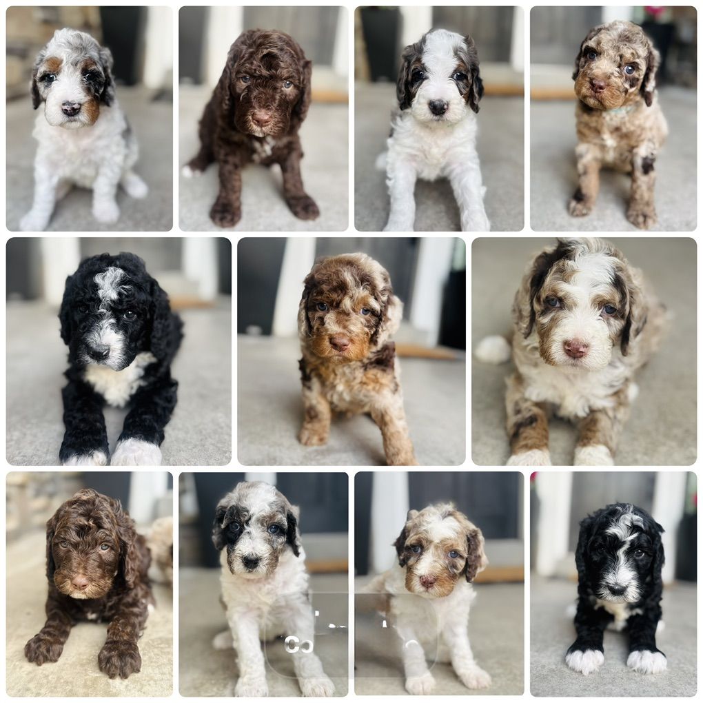 Bernedoodle Puppies