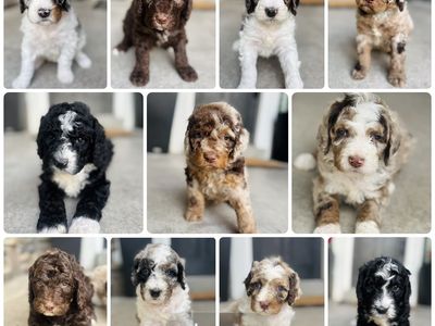 Bernedoodle Puppies