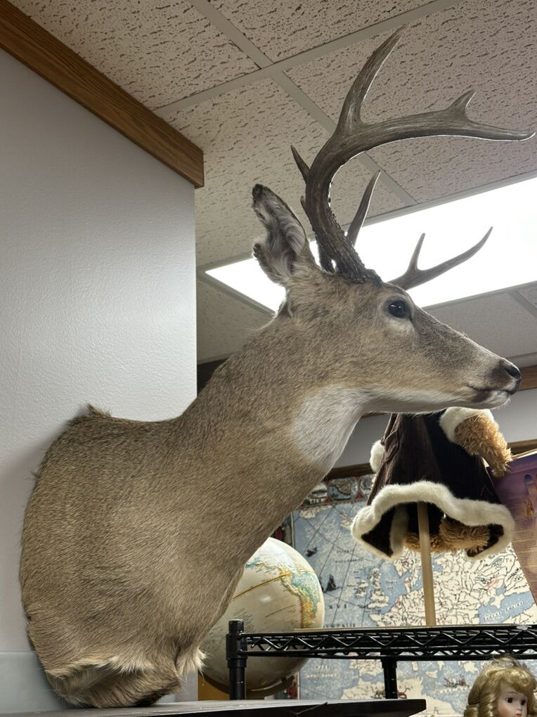 Big Deer Head With Antlers Taxidermy