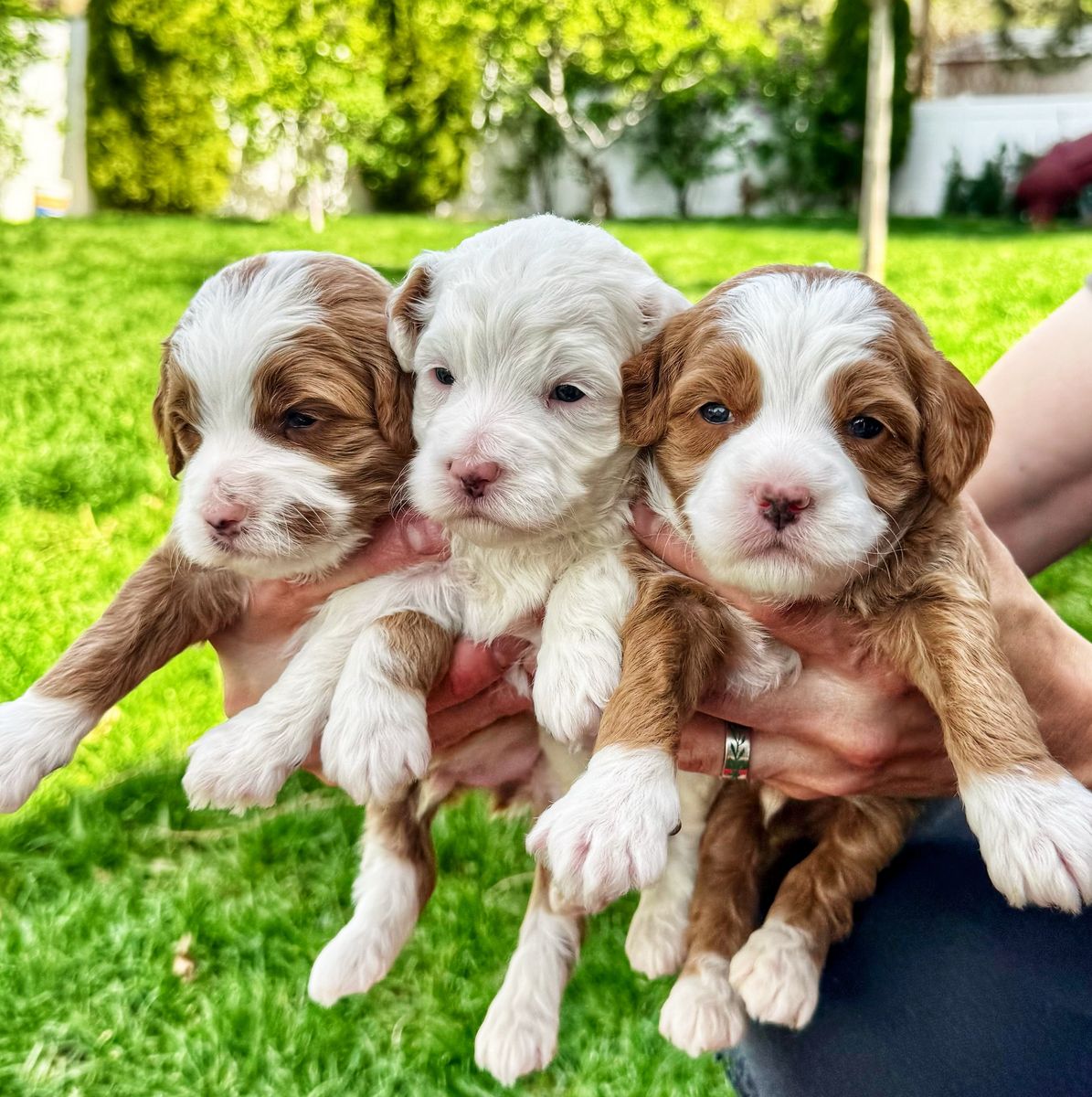4th Gen Micro GOLDENDOODLE Puppies Red White Tuxedo Golden Retriever Poodle Mini Multi-gen F3b