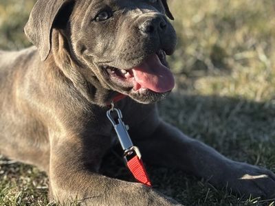 Cane Corso Puppies
