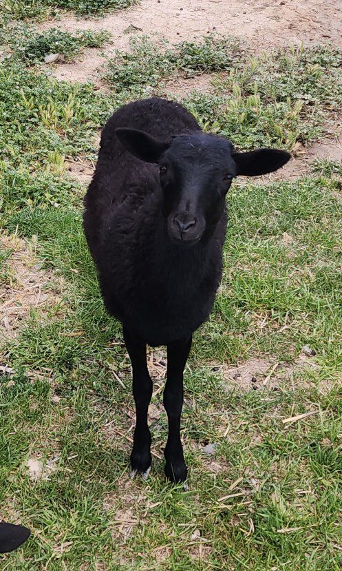 black belly ewe