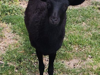 black belly ewe