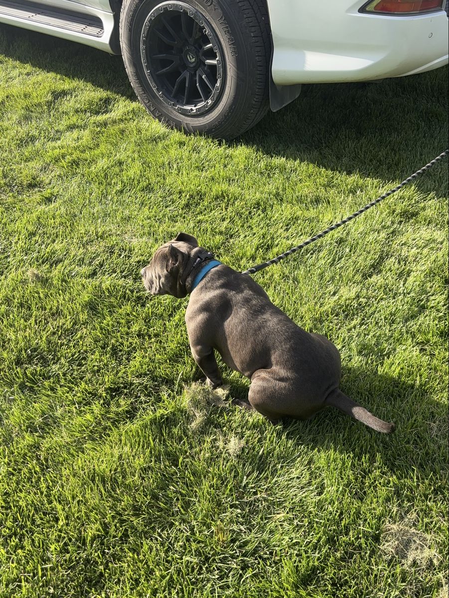 Female Pocket Bully