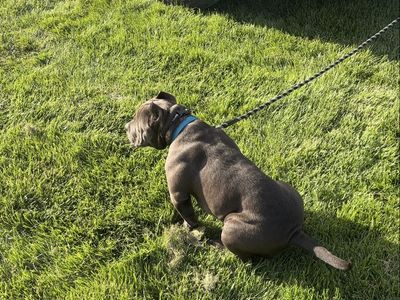 Female Pocket Bully