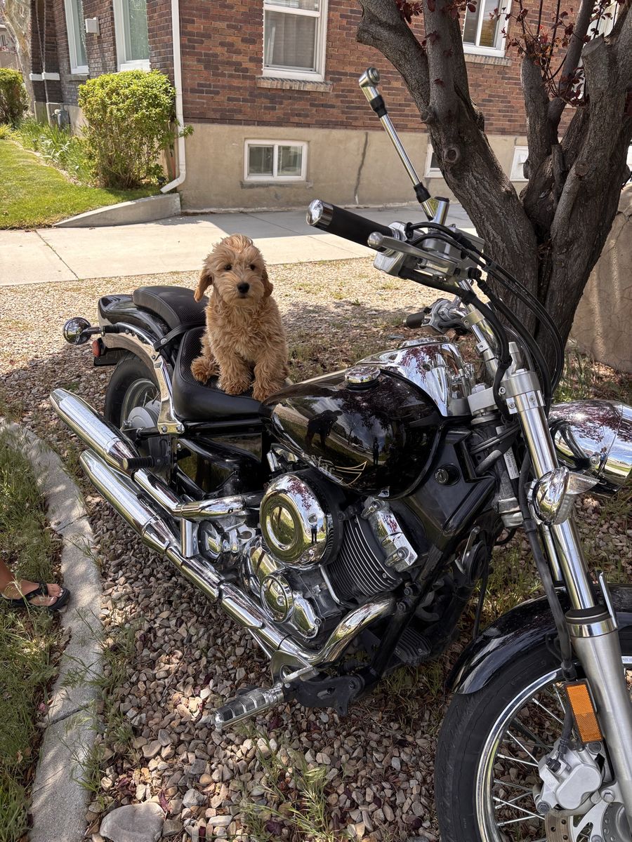2013 Yamaha V-Star 650 Custom (649cc) – Clean Cruiser – Ready to Ride