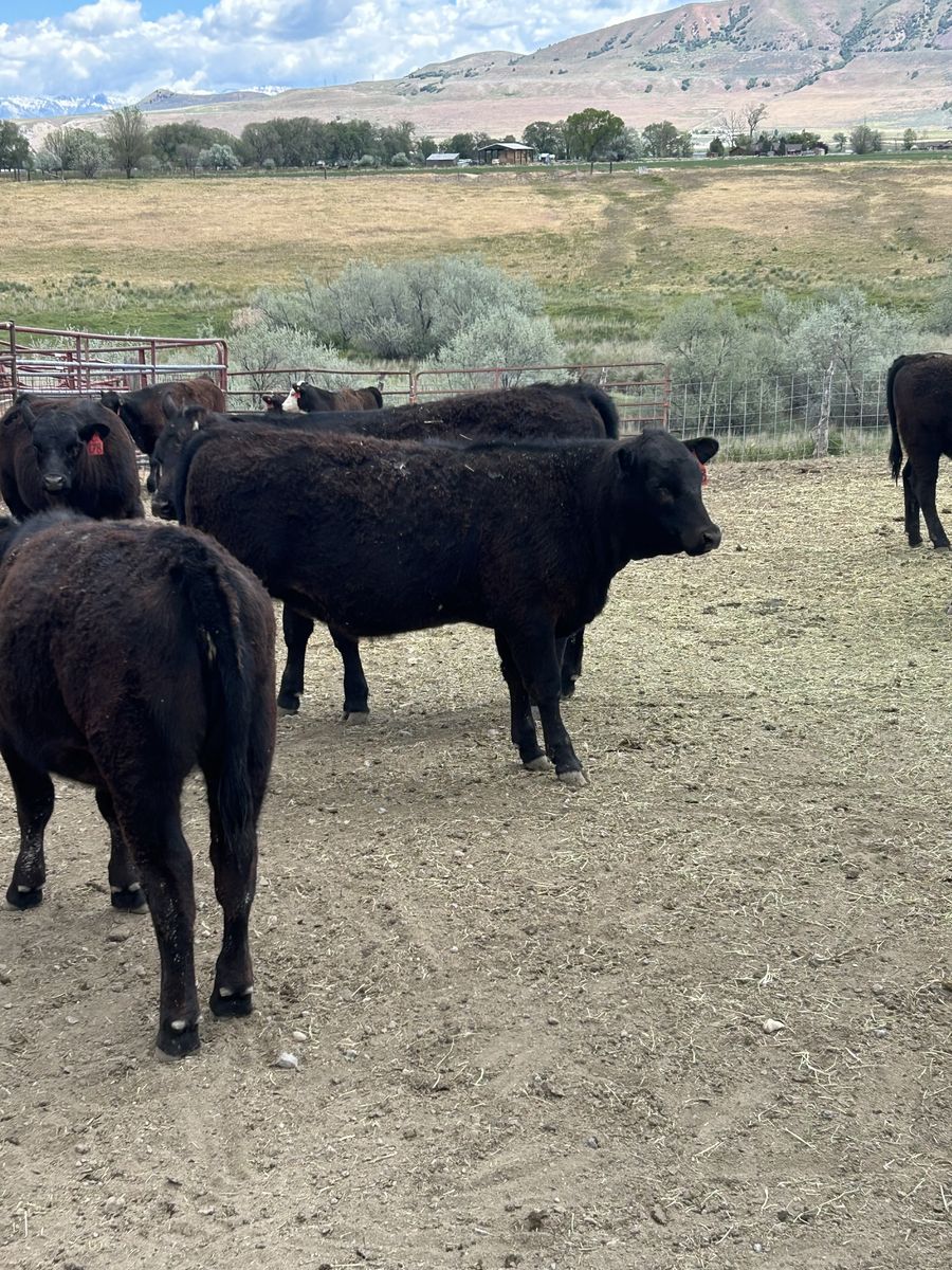 Heifer Calves