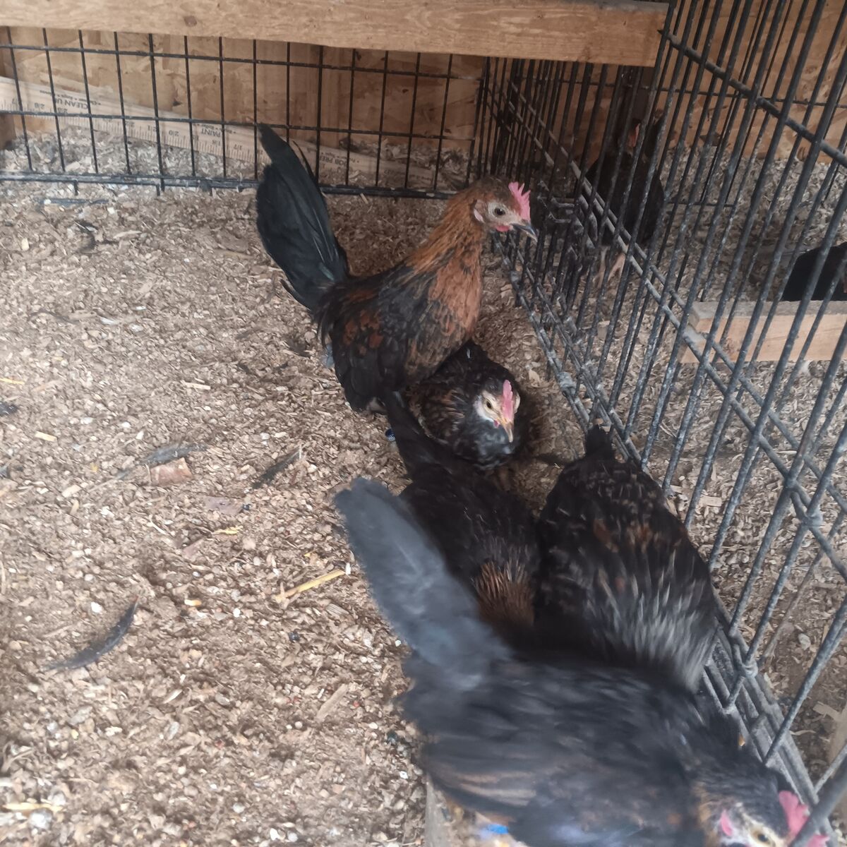 Young aztecas roosters out of some great lines asking 15 each