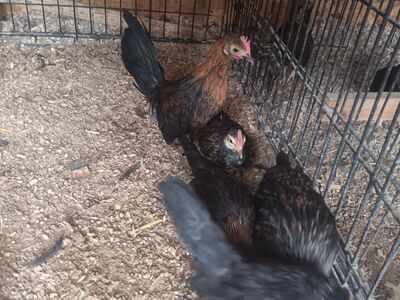 Young aztecas roosters out of some great lines asking 15 each