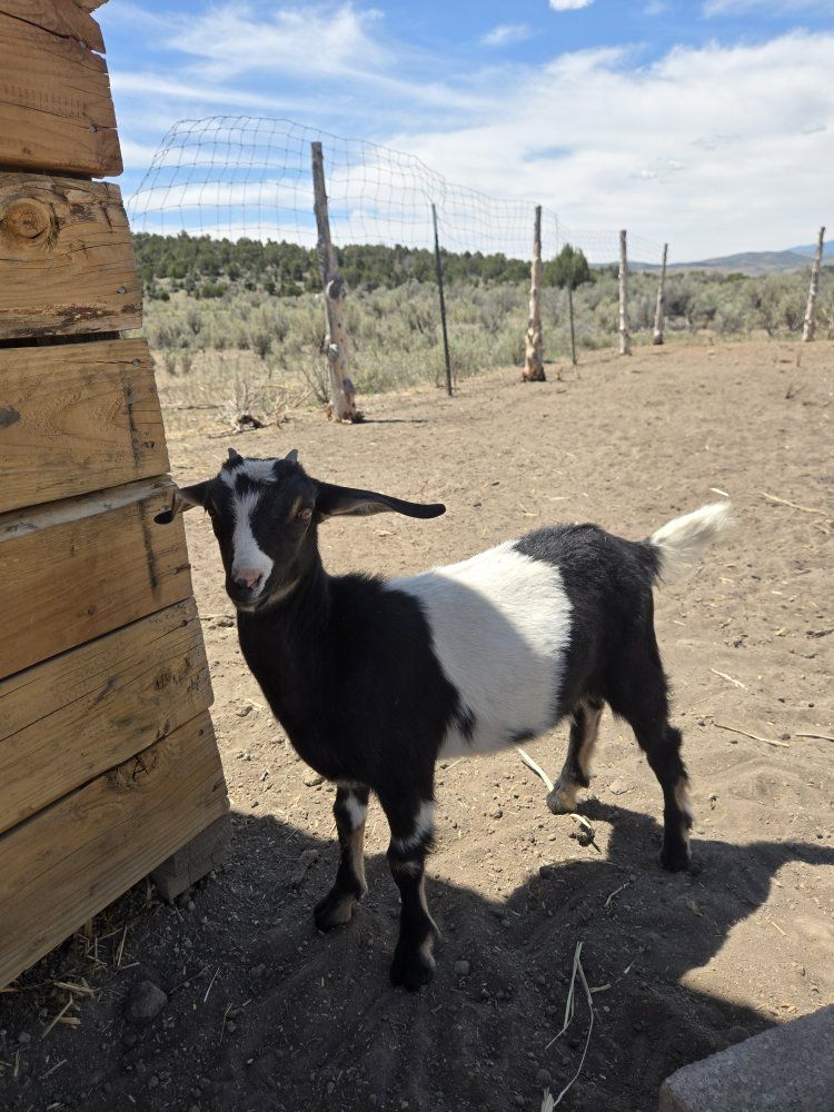 Nubian/Nigerian Doeling