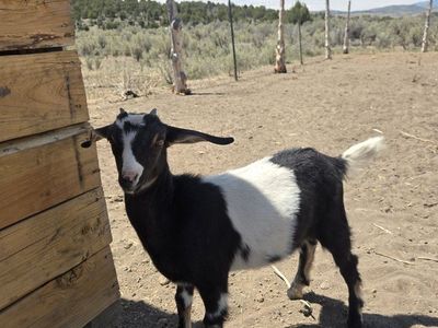 Nubian/Nigerian Doeling