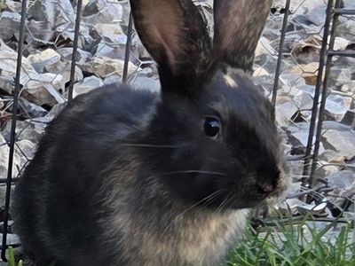 Japanese Harlequin Bunny Rabbit Kits