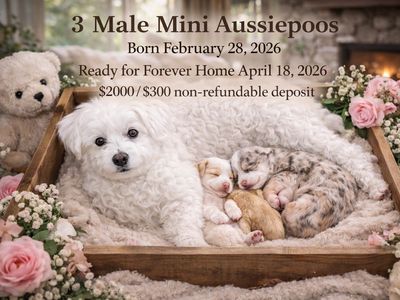 Beautiful Aussiedoodle (Aussiepoo) Puppies
