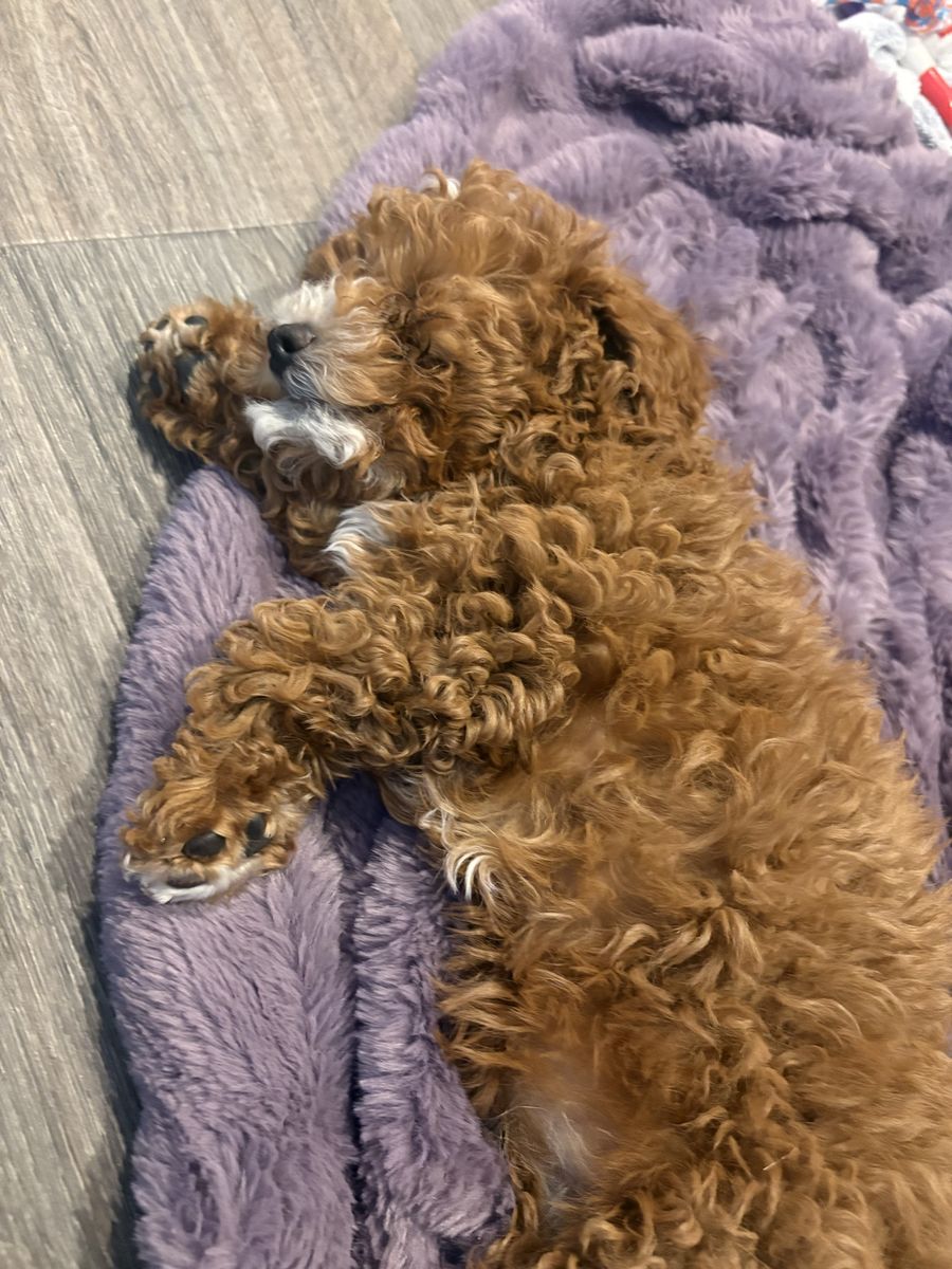 Rose – Beautiful Cavapoo Female Ready for Her Forever Home!