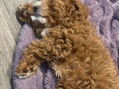 Rose – Beautiful Cavapoo Female Ready for Her Forever Home!