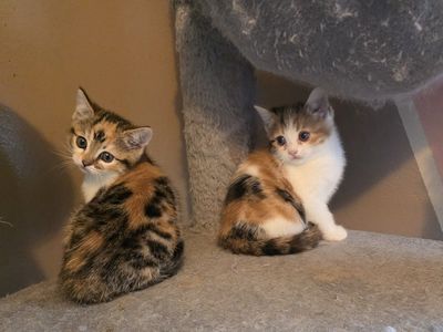 Bengal/Persian (2 girls left)