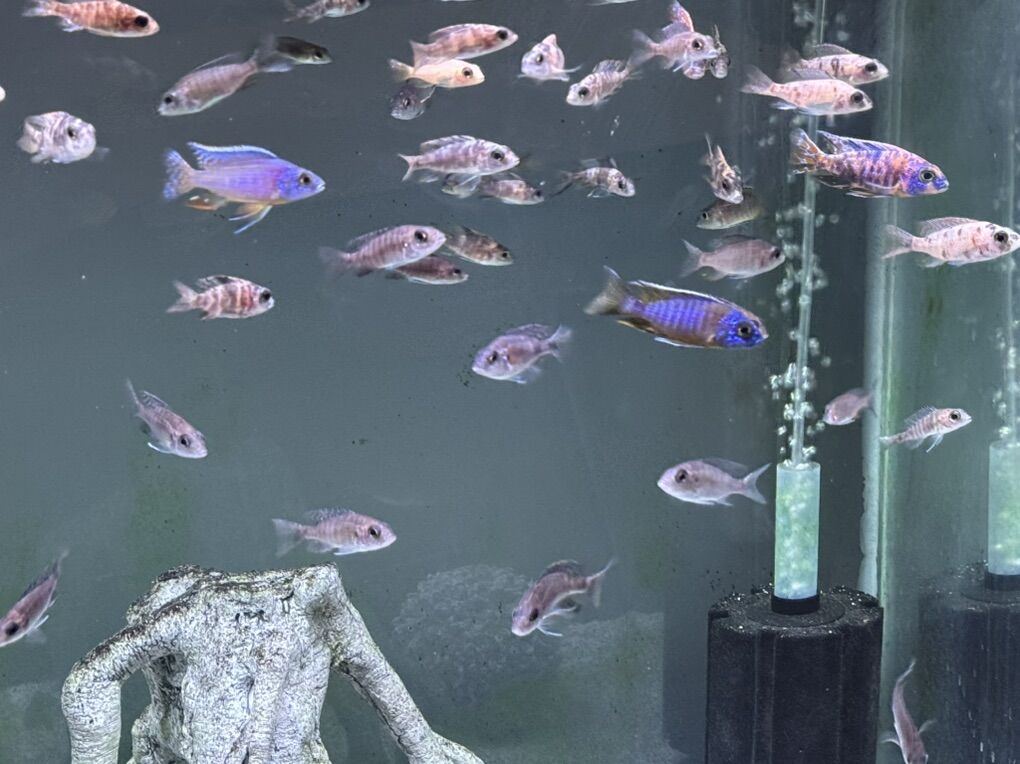 Peacocks African Cichlids - Variety