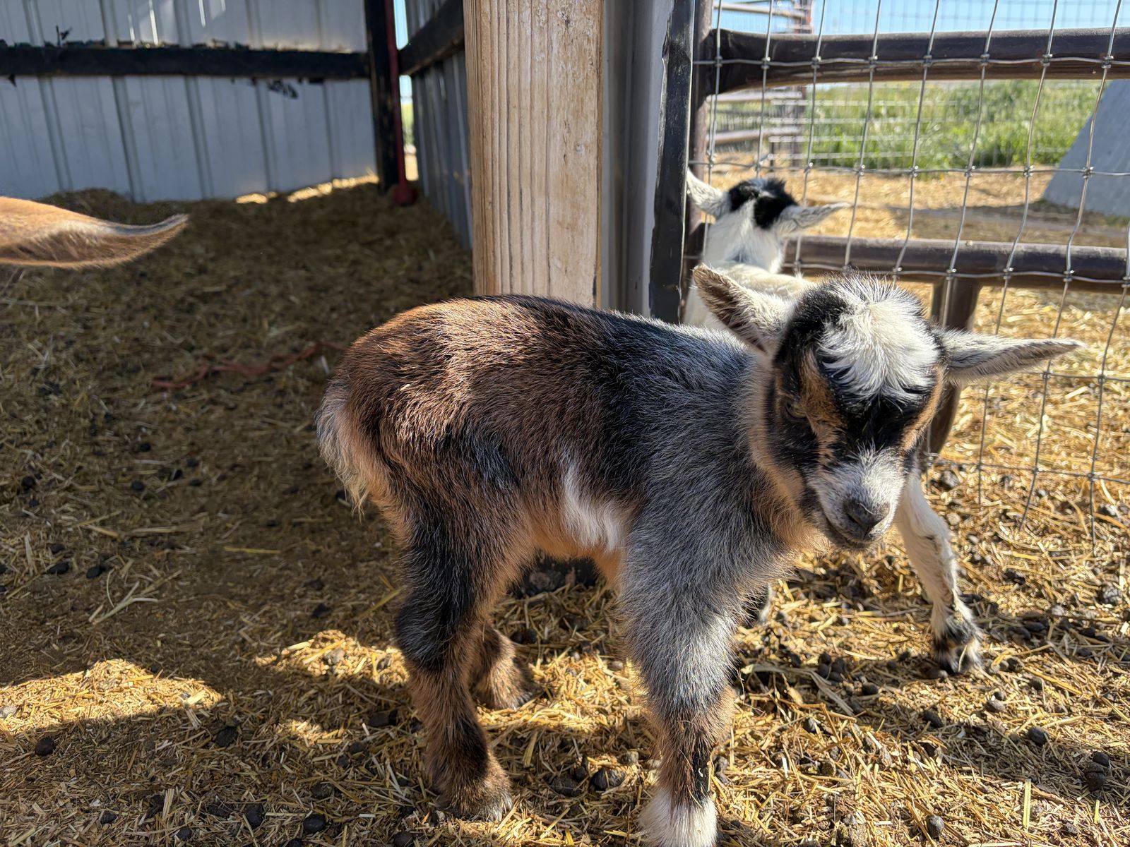 Baby girl Nigerian dwarf goats and mom