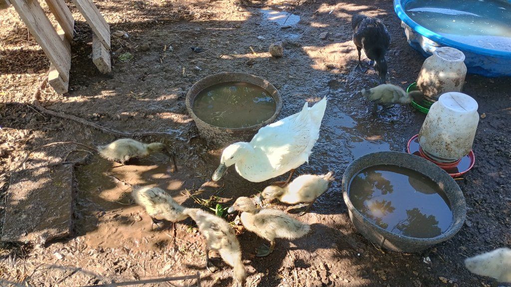 ducklings