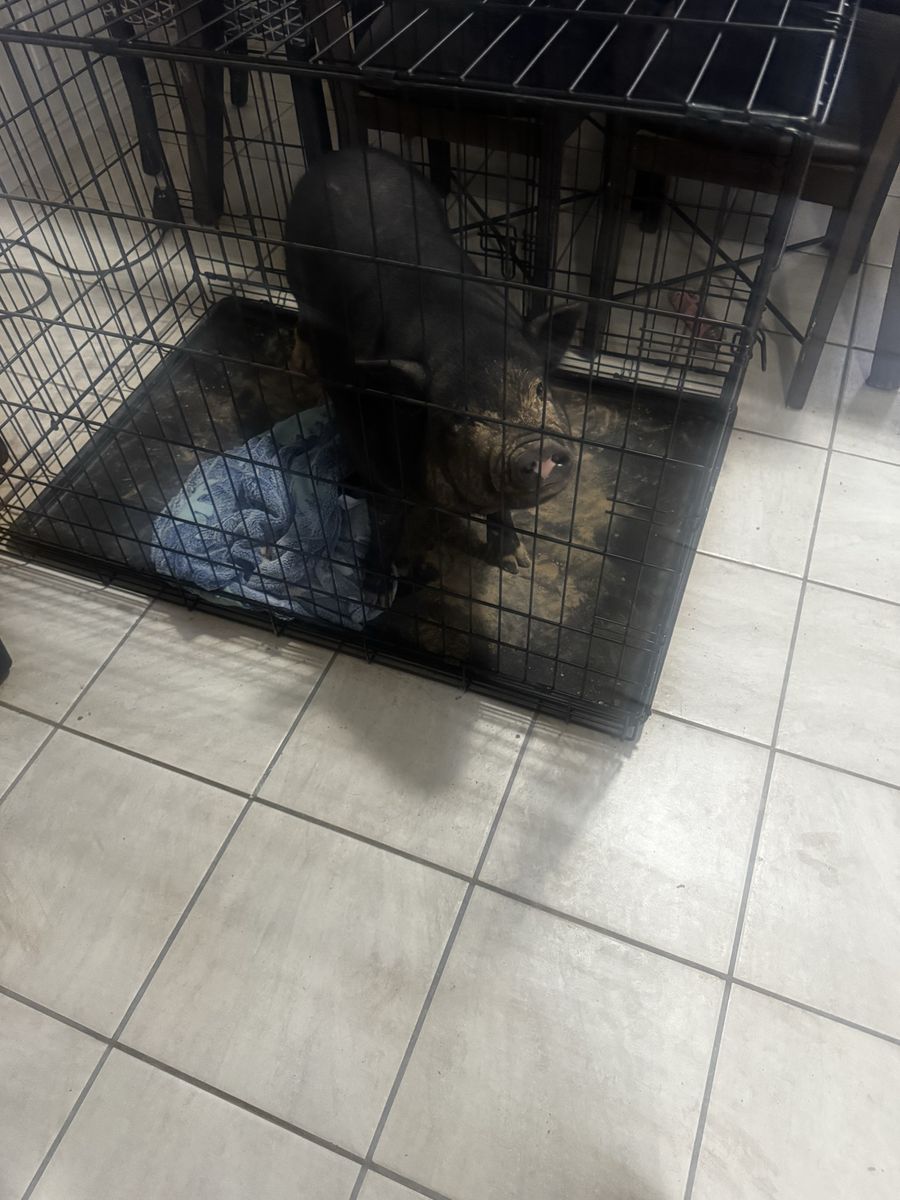 5-Month-Old Julianna Pig Sonny - Kennel Trained & Good with Kids