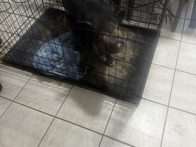 5-Month-Old Julianna Pig Sonny - Kennel Trained & Good with Kids