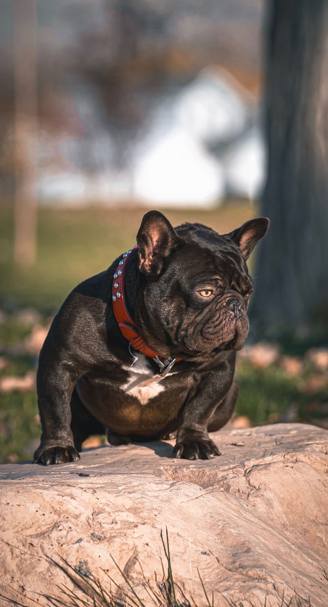 French bulldog