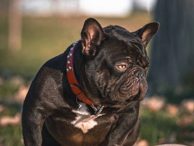 French bulldog