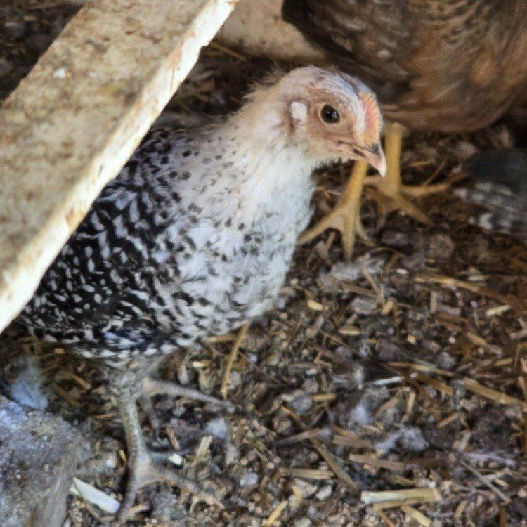 Silver Deathlayer Cockerel