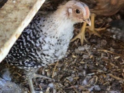 Silver Deathlayer Cockerel