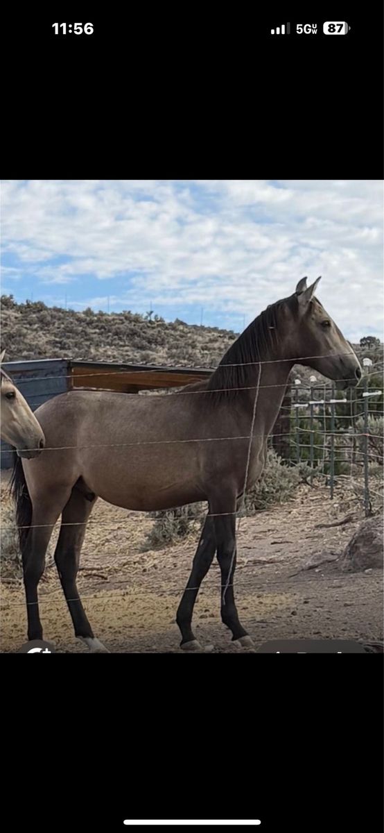 Horse Andalusian