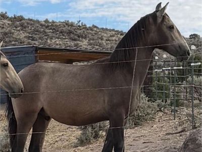 Horse Andalusian