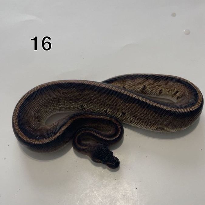 Ball Python Baby Snake Reptile - Unsexed, Healthy