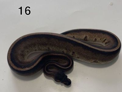 Ball Python Baby Snake Reptile - Unsexed, Healthy