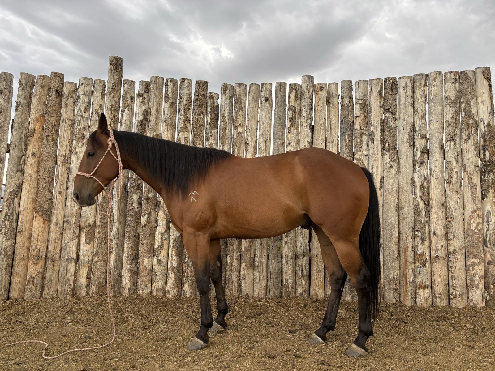 I Have No Brakes or Sarge Barrel Horse