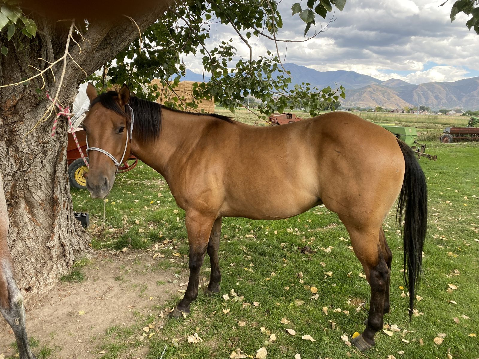 Gelding Quarter Horse For Sale