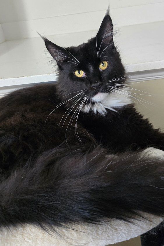 Maine Coon Stud Service