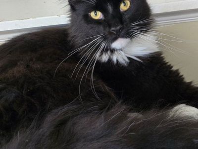 Maine Coon Stud Service