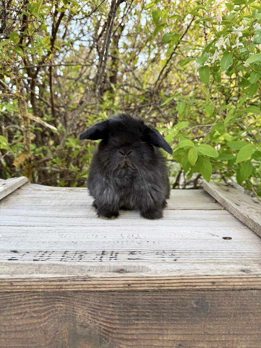 Black Holland Lop Buck