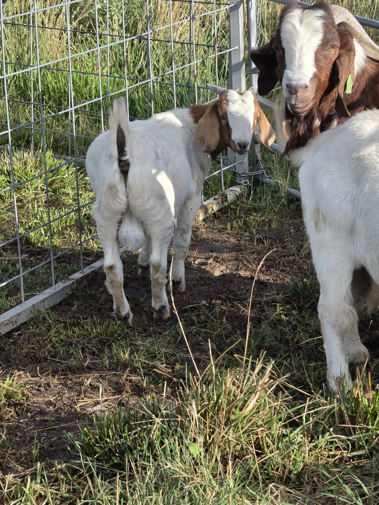 Boer buckling