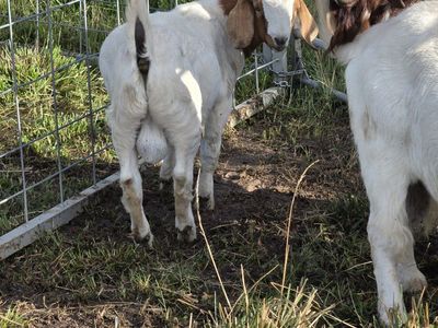 Boer buckling
