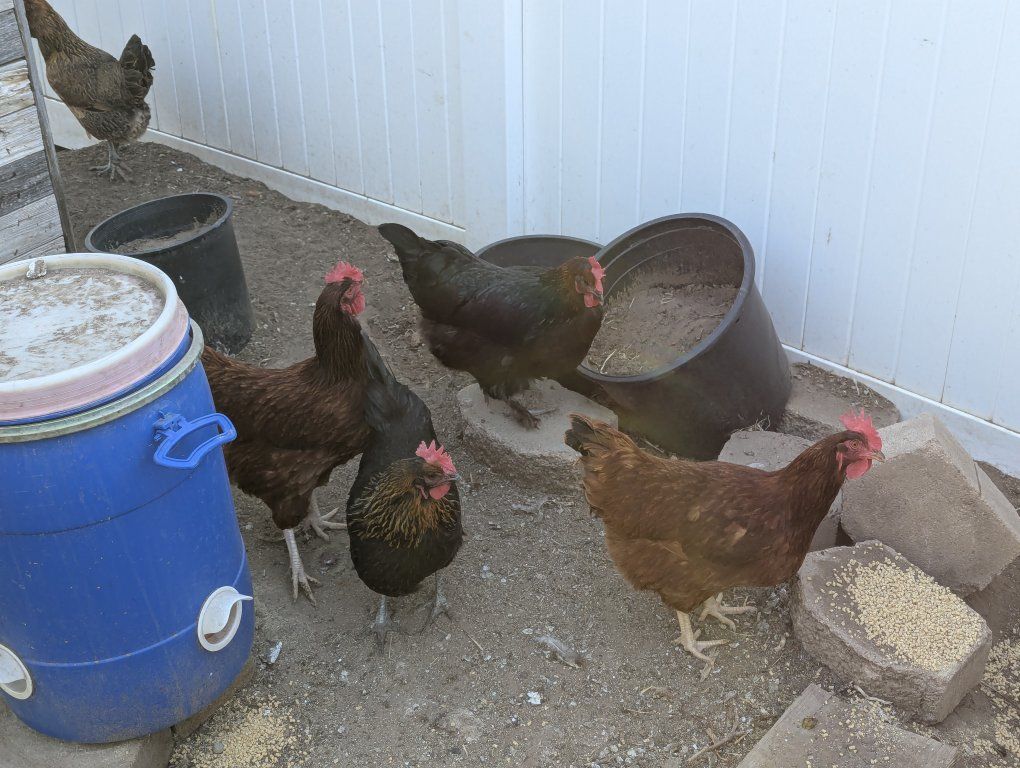 Laying Hens (2) - Healthy and Active Backyard Chickens for Fresh Eggs