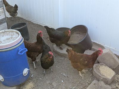 Laying Hens (2) - Healthy and Active Backyard Chickens for Fresh Eggs