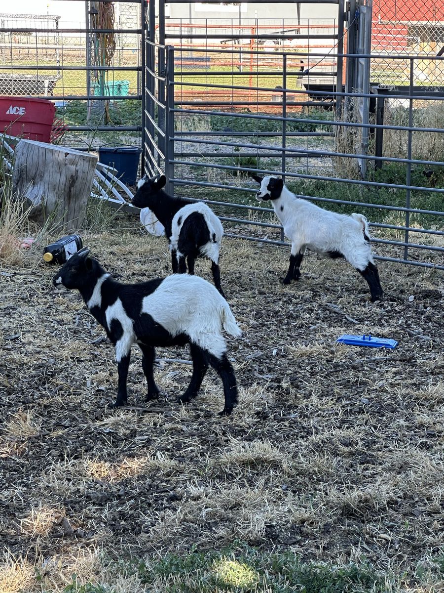 Goat wethers
